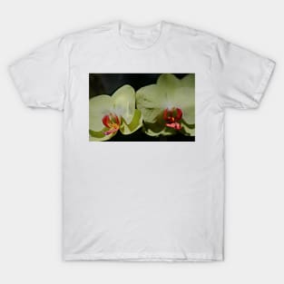 Moody Gardens- Galveston, Texas T-Shirt